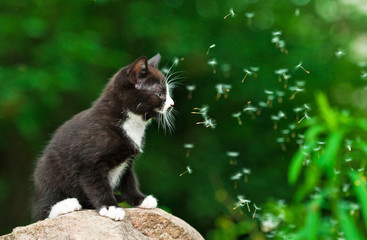 Kitten and dandelion blowing seeds in the wind