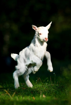 Young white goatling playing outdoor