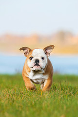 English bulldog puppy running © Rita Kochmarjova