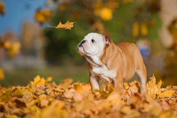 English bulldog puppy looking at falling leaf in autumn