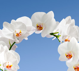 White orchidea © julia_arda