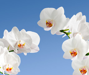 White orchidea
