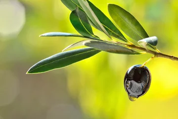 Foto auf Glas Olivenöl und Olivenöl, natives Olivenöl extra. © travelbook