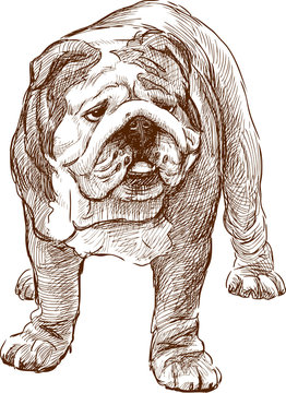 Shar-Pei