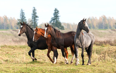 Obraz premium Four beautiful young horses walking at field in autumn
