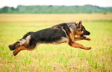 German shepherd dog running with four legs in the air - obrazy, fototapety, plakaty