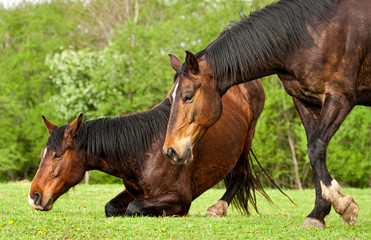 Two horses lying down at field in summer