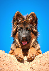 Portrait of german shepherd puppy
