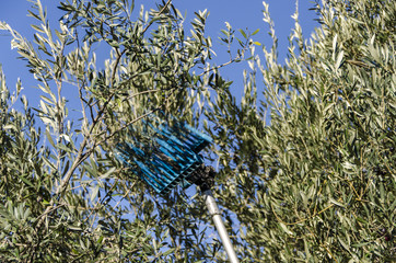 pettine vibrante per la raccolta delle olive in Italia