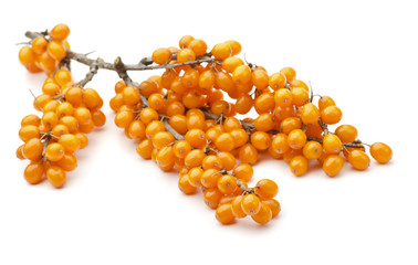 Branch of sea buckthorn berries