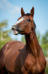 Fototapeta premium Portrait of funny smiling horse