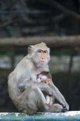 cute monkey with baby