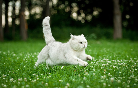 British shorthair cat running in summer