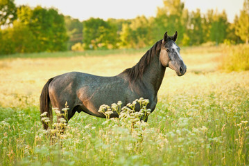 Young grey horse standing on flower field in summer