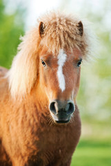Portrait of nice curly pony