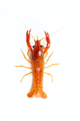 Crawfish
