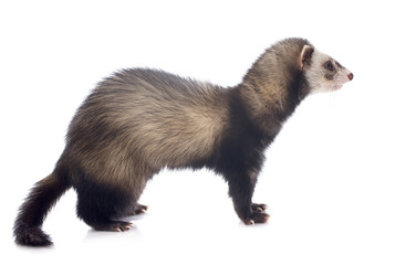 brown ferret