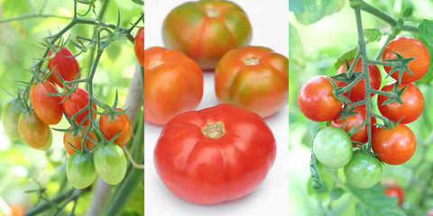 tre tipi di pomodoro_ Datterini, Ciliegini, Cuore di Bue
