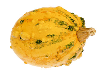 Yellow pumpkin with green bulbs