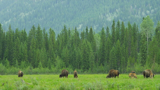 American Bison, USA