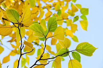 Fototapeta na wymiar The bright colors of autumn trees.