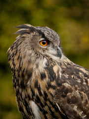 Portrait of a Eurasian Eagle-Owl (bubo bubo)