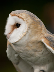 Portrait of a barn owl (Tyto alba)
