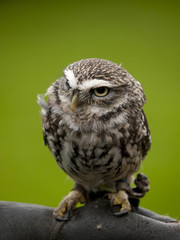 Angry looking little owl (athene noctua) perched on a branch