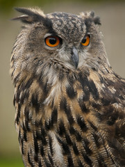 Portrait of a Eurasian Eagle-Owl (bubo bubo)