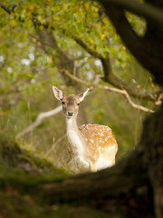 Female fallow deer (Dama dama) in the Waterleidingduinen, NL