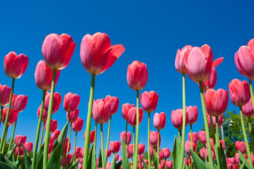 Tulip flowers
