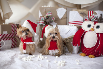 Christmas Yorkshire terrier dogs