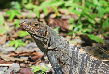 Iguane