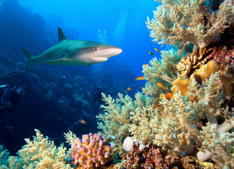 Onderwaterbeeld van koraalrif met haai en duikers