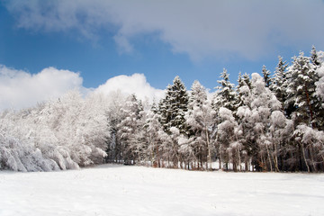 idyllischer Wald im Winter