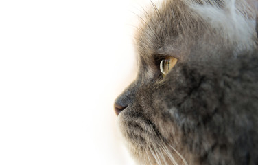 Gray Cat Profile
