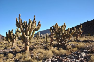 Cacti in the highlands of Bolivia