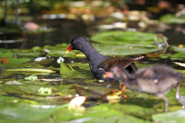 female common moorhen