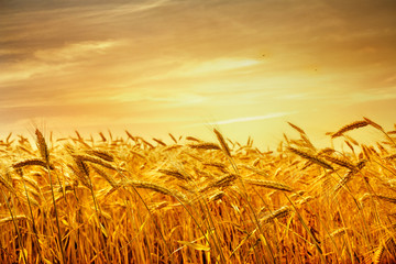 Ripe wheat at sunset.