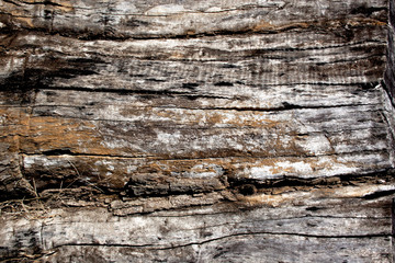 Extreme Close Up of Wood Texture on Decaying log