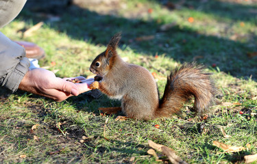 Squirrel eating nuts with hands