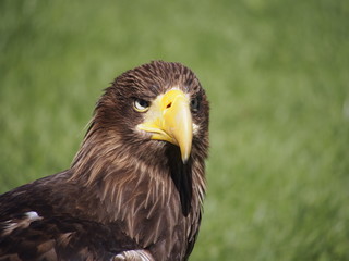 pigargo3
