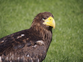 pigargo