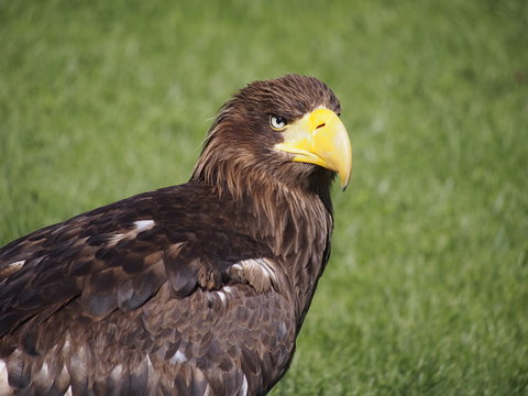 pigargo