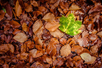 Autumn leaf