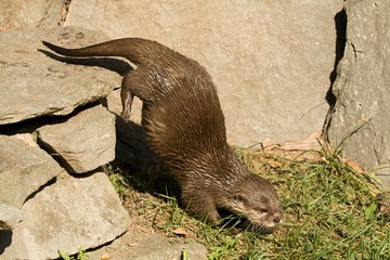otter