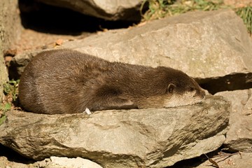 otter