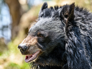 Black bear, stares off into the distance.