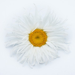 beautiful flower daisy