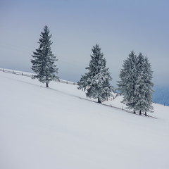 winter landscape